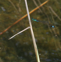 Ischnura aralensis