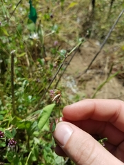 Trifolium bifidum decipiens