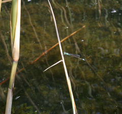 Ischnura aralensis