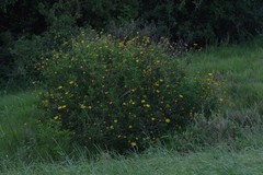 Euryops chrysanthemoides