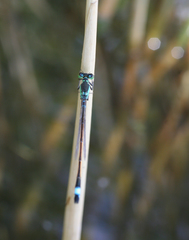 Ischnura aralensis
