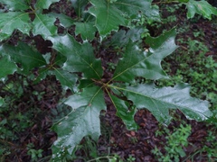 Quercus graciliramis