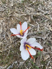 Crocus cartwrightianus