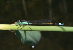 Ischnura aralensis