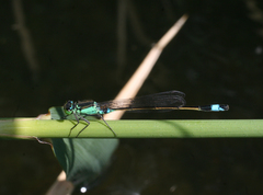 Ischnura aralensis