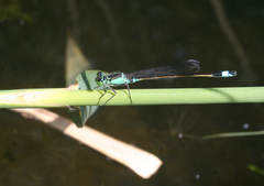 Ischnura aralensis