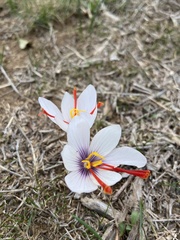 Crocus cartwrightianus