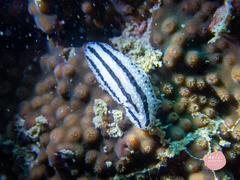 Phyllidiopsis phiphiensis