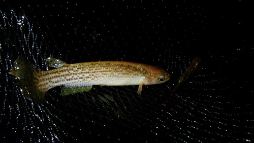 Waimacu-killivis (Anablepsoides waimacui) — Rivulidae — 3
