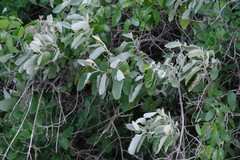 Buddleja dysophylla