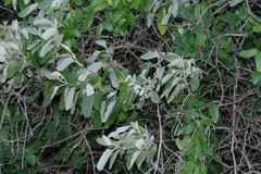 Buddleja dysophylla