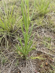 Senecio othonniflorus