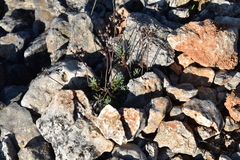 Petrosedum ochroleucum