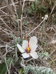 Crocus cartwrightianus
