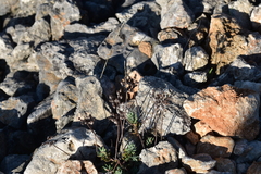 Petrosedum ochroleucum