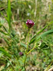 Trifolium bifidum decipiens