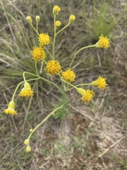 Senecio othonniflorus