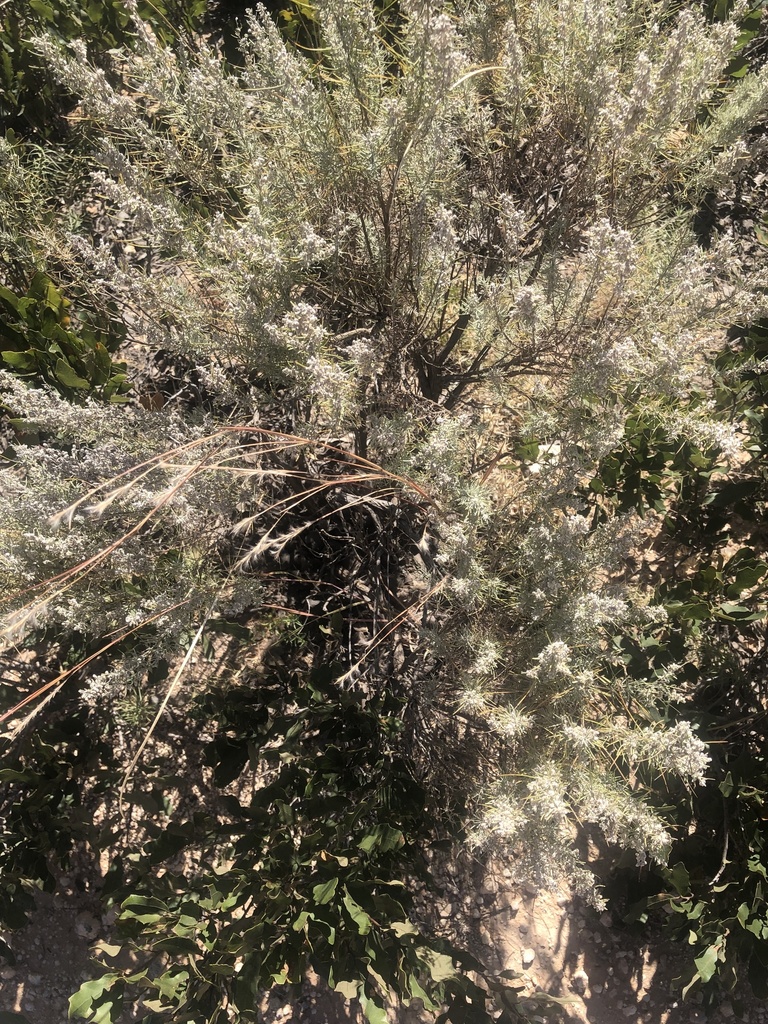 sand sagebrush from E St Anne Pl, Hobbs, NM, US on October 9, 2021 at ...