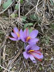 Crocus cartwrightianus