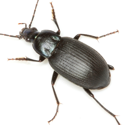 Chlaenius orbus