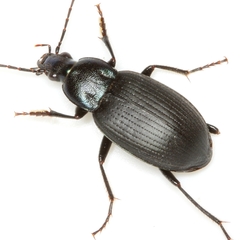 Chlaenius orbus