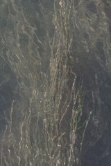 Zostera capensis