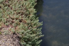 Chenolea diffusa
