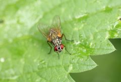Phaonia