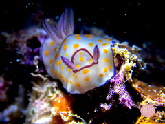 Goniobranchus annulatus