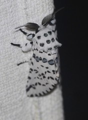 Kamalia australis