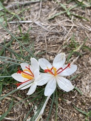 Crocus cartwrightianus