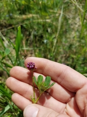 Trifolium bifidum decipiens