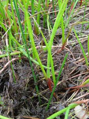 Juncus heterophyllus