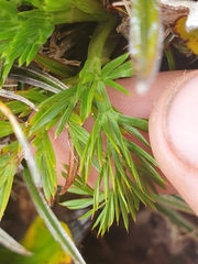 Aciphylla dissecta