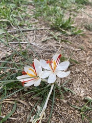 Crocus cartwrightianus