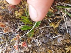 Aciphylla dissecta