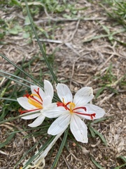 Crocus cartwrightianus