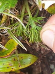 Aciphylla dissecta