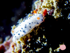 Hypselodoris sagamiensis