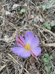 Crocus cartwrightianus