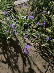 Echium plantagineum