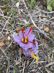 Crocus cartwrightianus