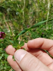 Trifolium bifidum decipiens