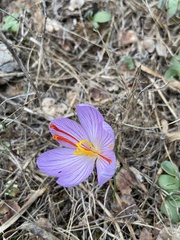 Crocus cartwrightianus