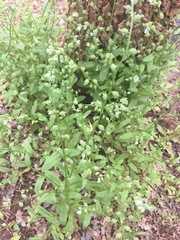 Myosotis macrosperma