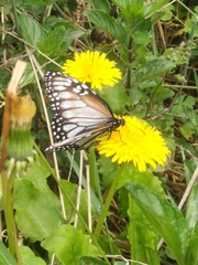 Danaus gilippus candidus