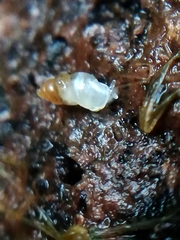 Carychium tridentatum
