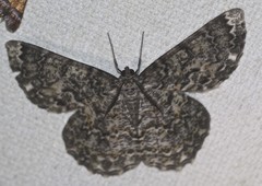 Amblychia subrubida