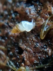 Carychium tridentatum