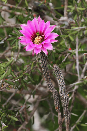 dahlia hedgehog cactus (Echinocereus poselgeri)